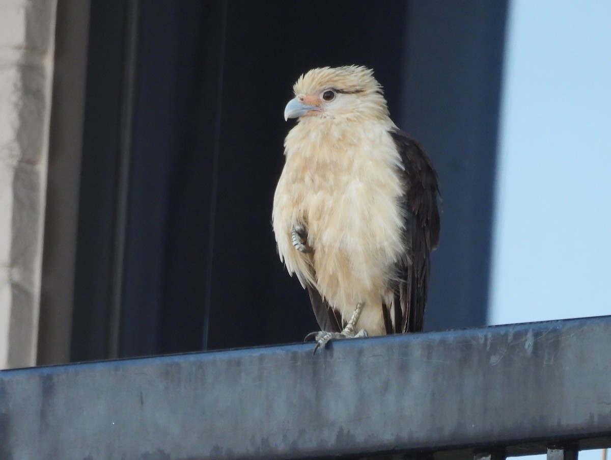 Yellow-headed Caracara - Ed Stonick