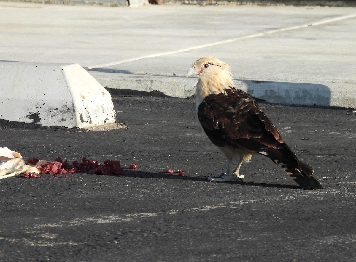 Yellow-headed Caracara - Ed Stonick