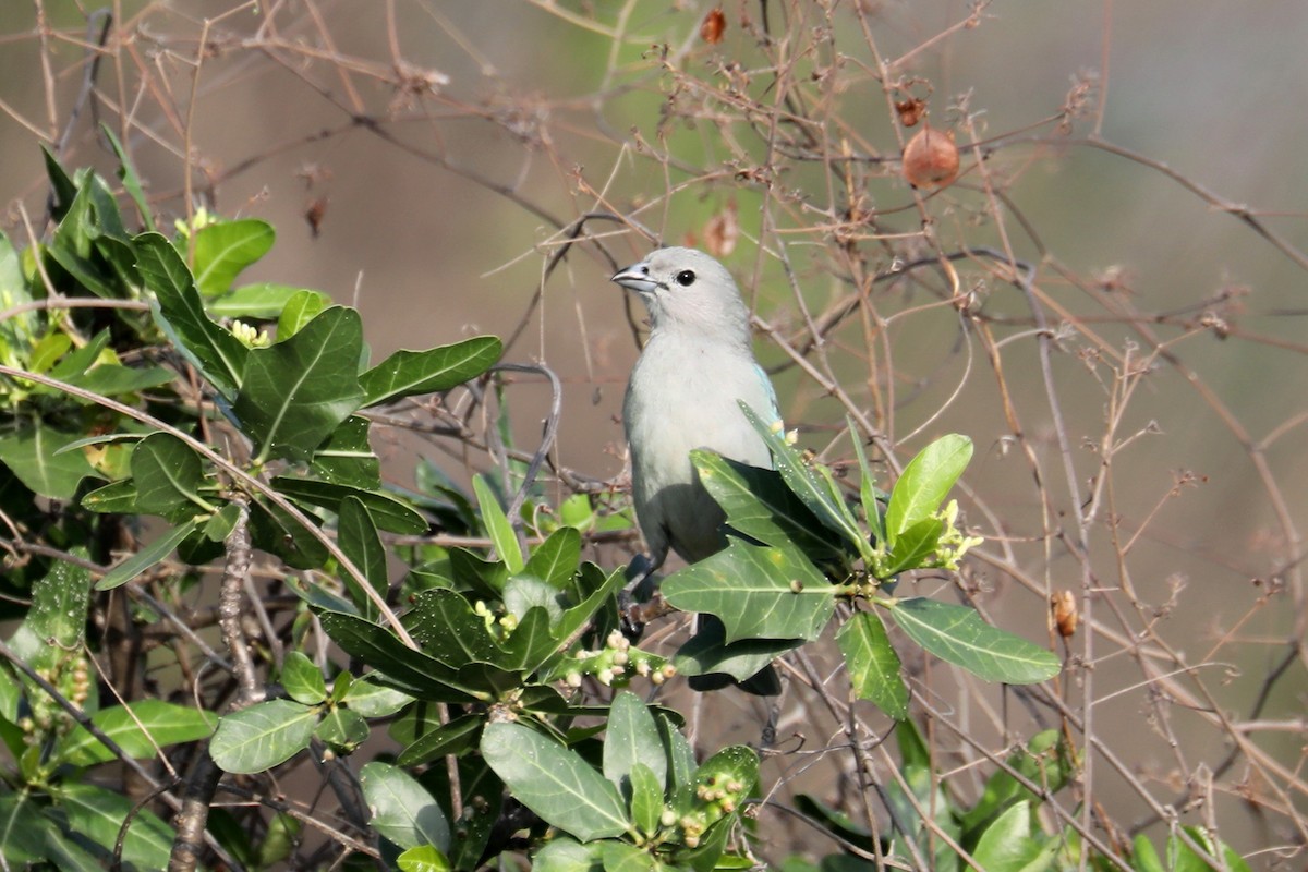 Sayaca Tanager - Stephen Gast