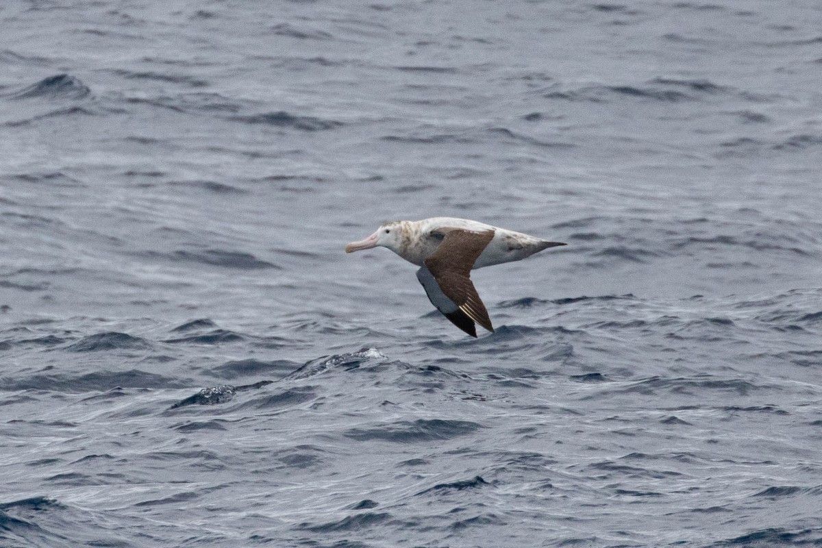 Snowy Albatross - Denis Corbeil