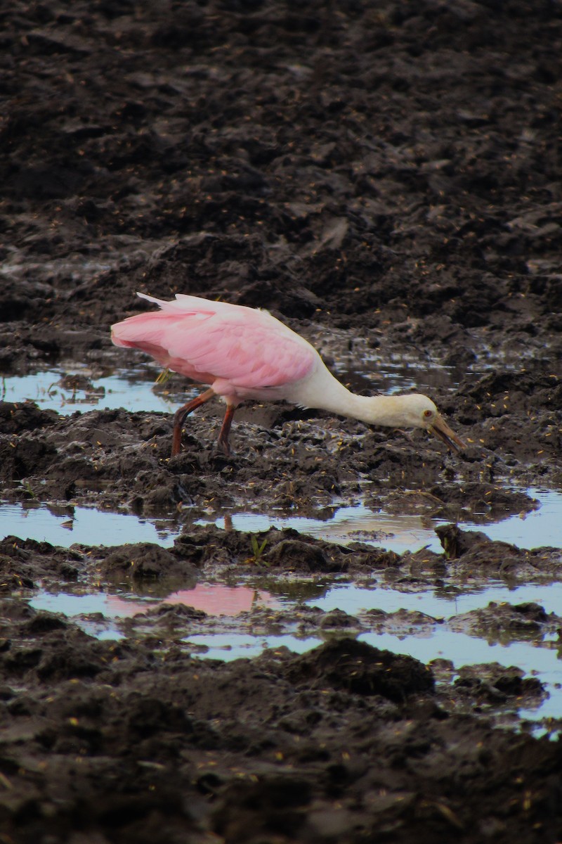 Roseate Spoonbill - Aneth Pérez