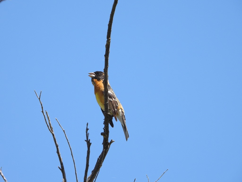 Black-headed Grosbeak - joe sweeney