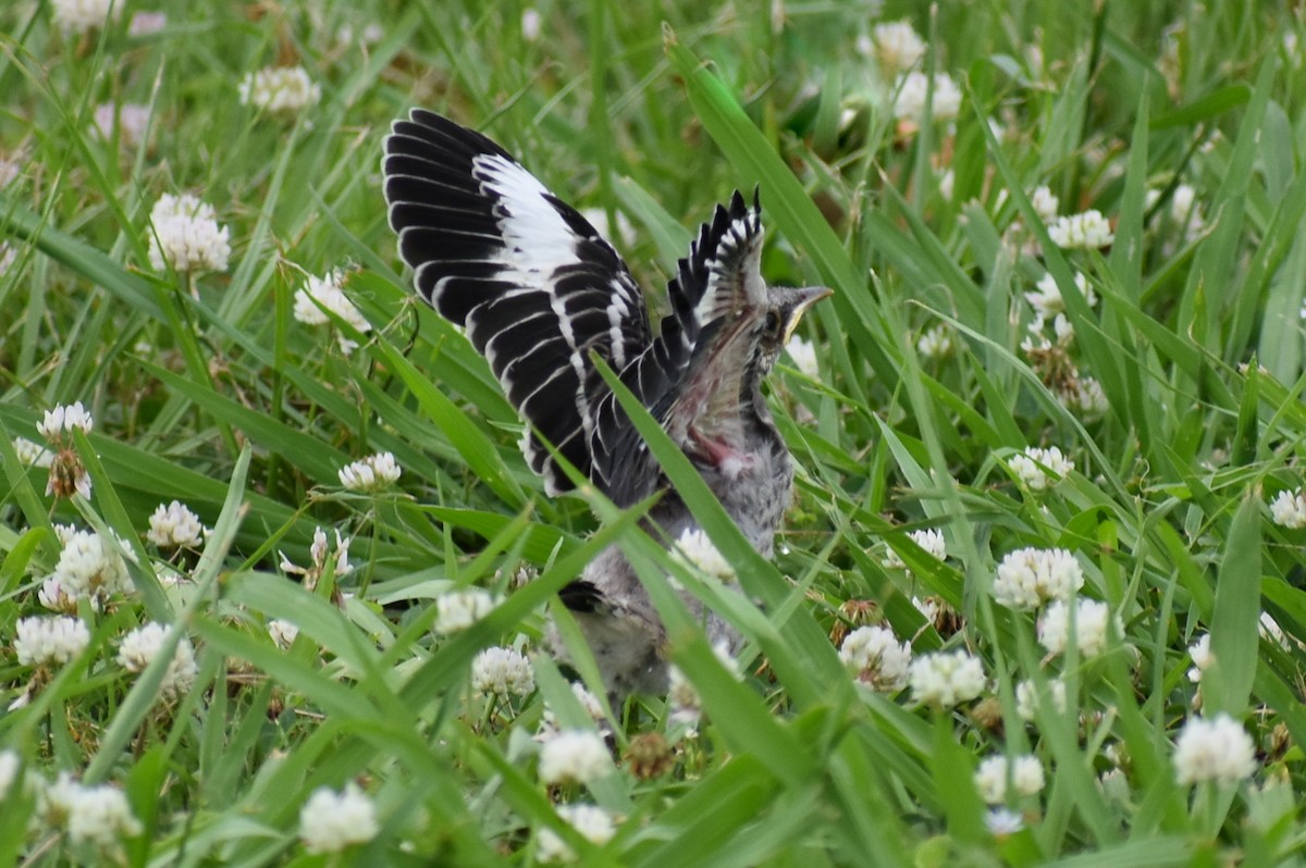 Northern Mockingbird - Claire H