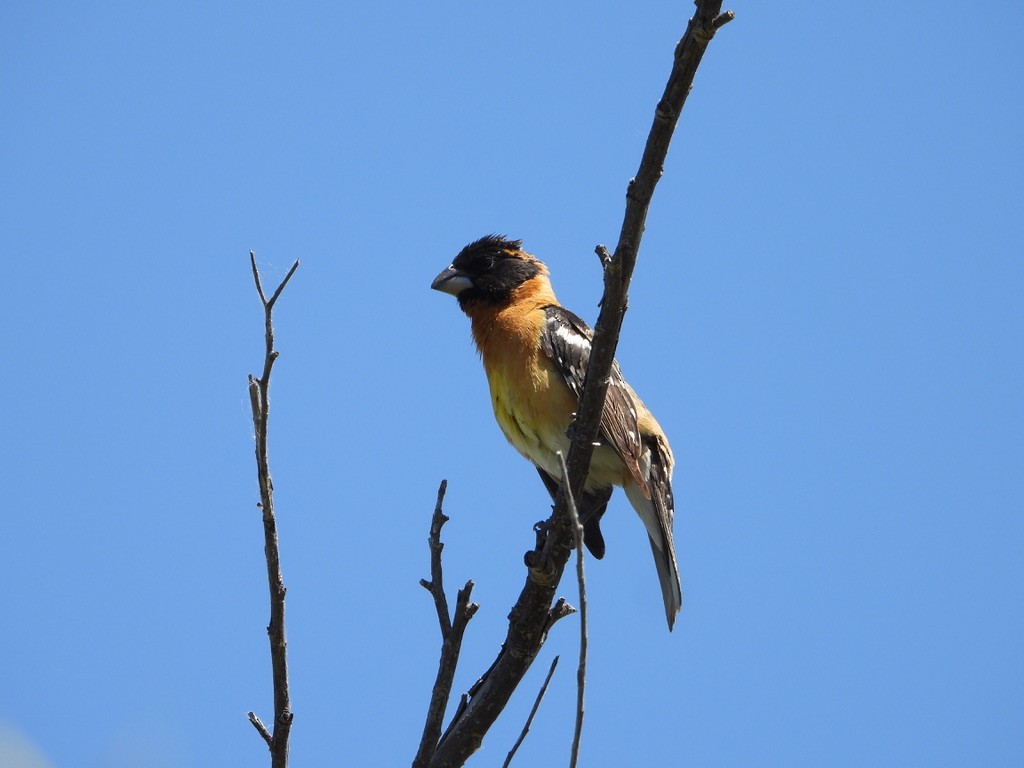 Black-headed Grosbeak - joe sweeney