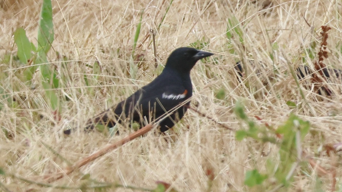 Tricolored Blackbird - Alistair Skinner