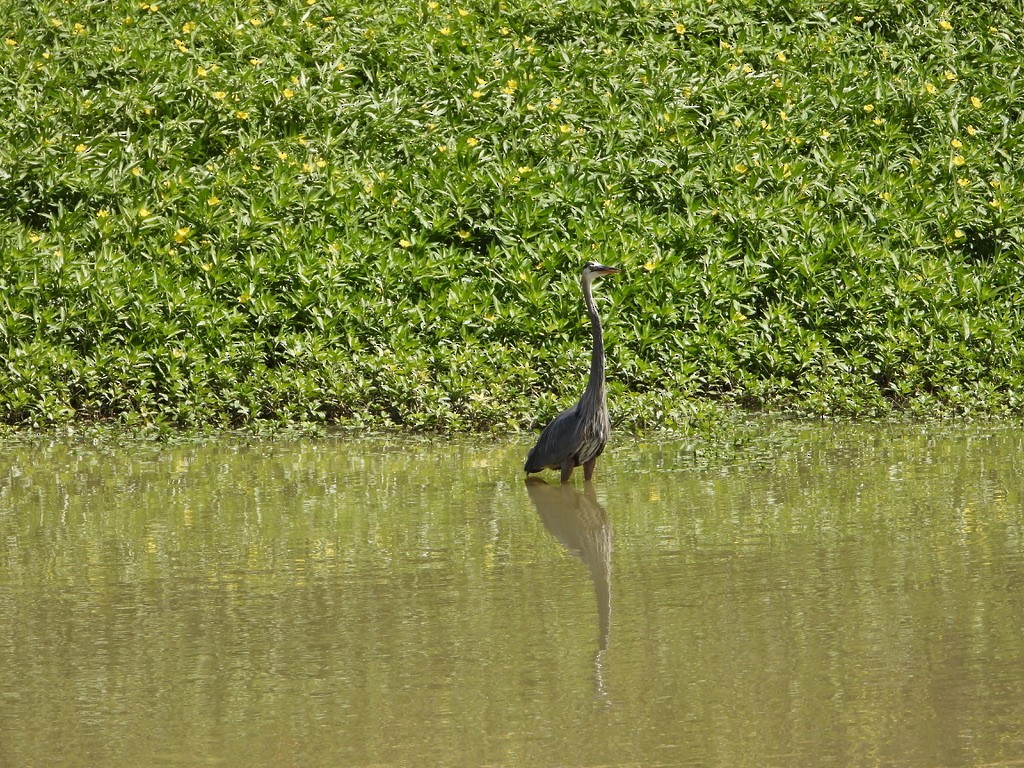 Great Blue Heron - joe sweeney