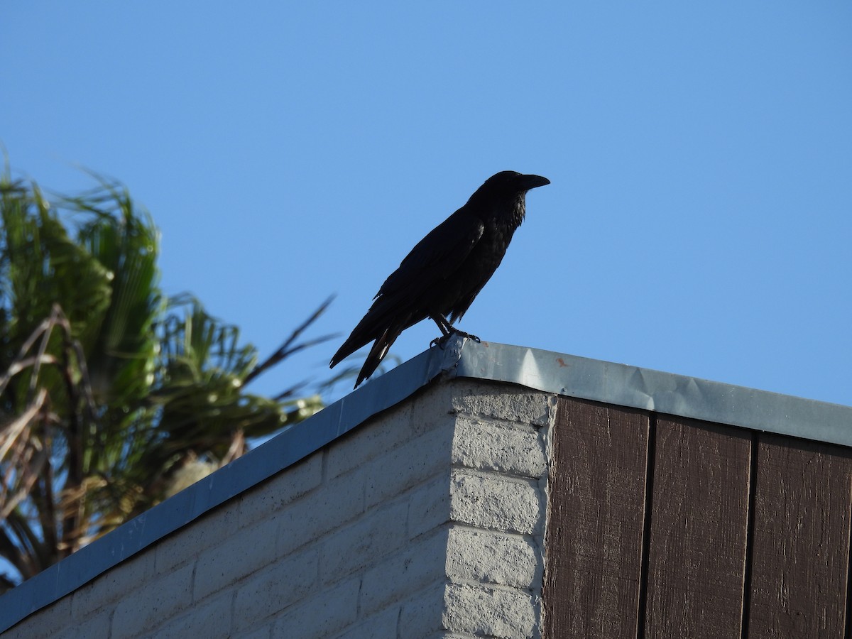 Common Raven - Ed Stonick