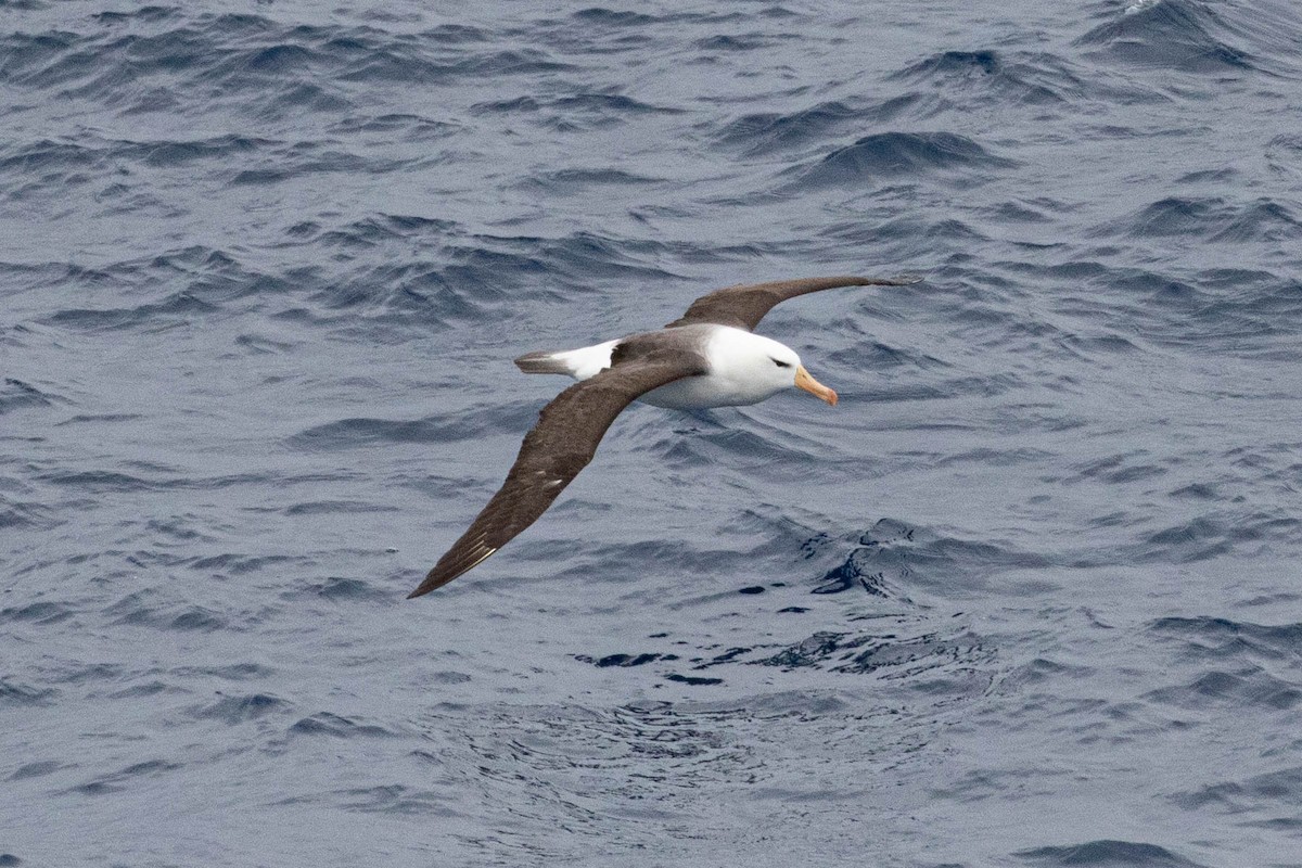 Black-browed Albatross - Denis Corbeil