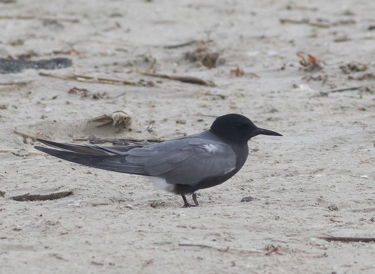 Black Tern - Jimmy McMorran