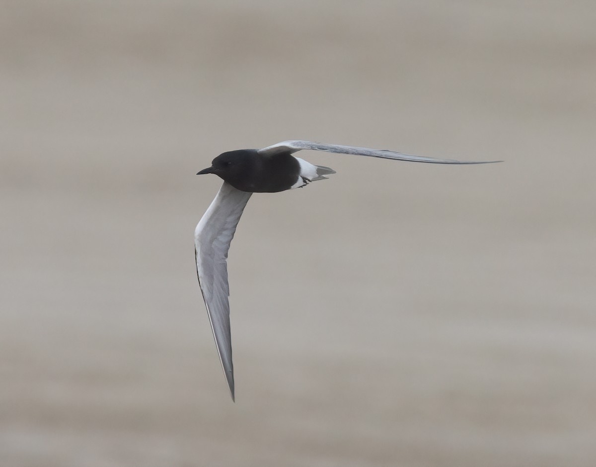 Black Tern - Jimmy McMorran