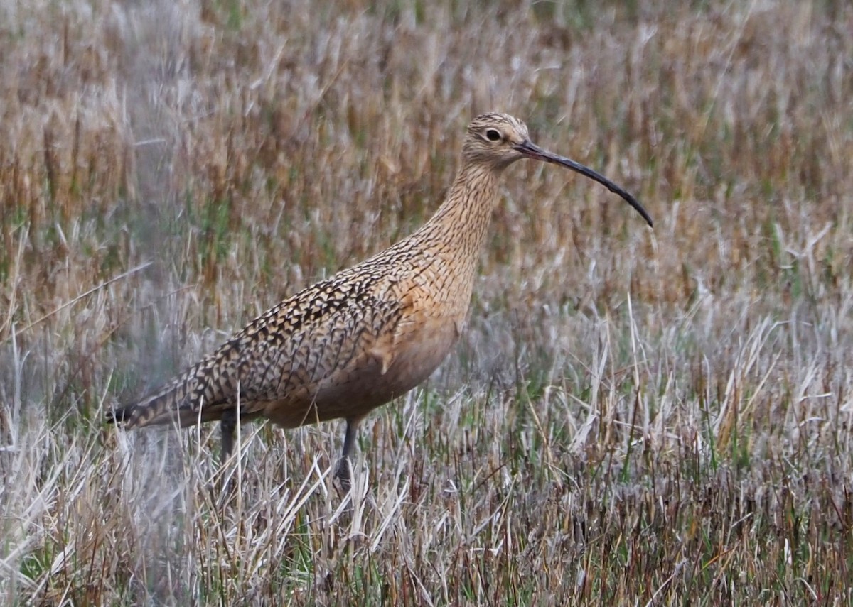 Long-billed Curlew - Dick Cartwright