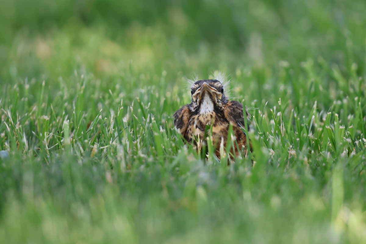 American Robin - ML619602118