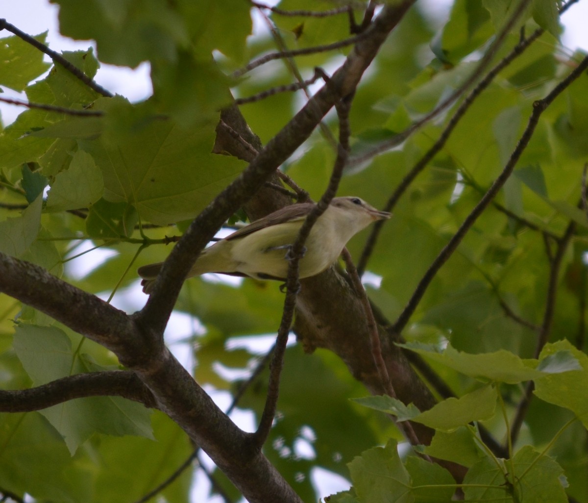 Eastern Warbling Vireo - ML619602125