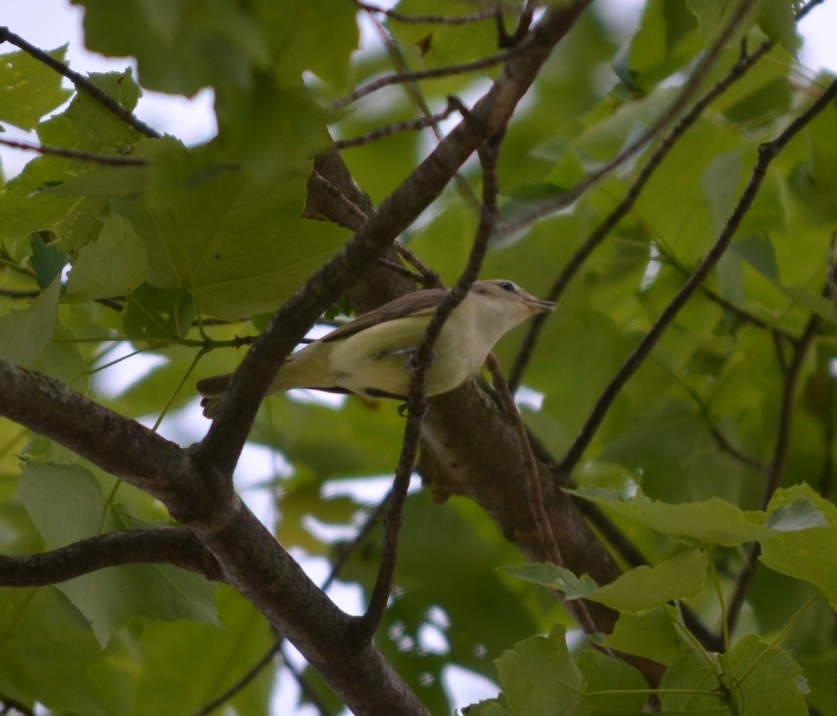 Warbling Vireo - S. Andujar