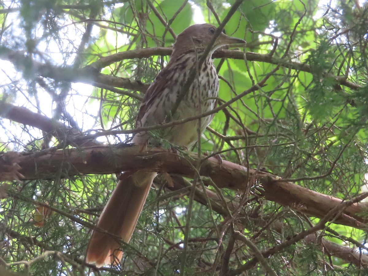 Brown Thrasher - Ken Clark