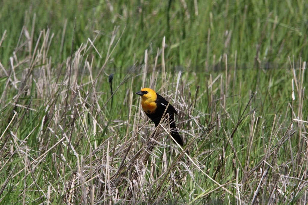 Yellow-headed Blackbird - Allan Wylie