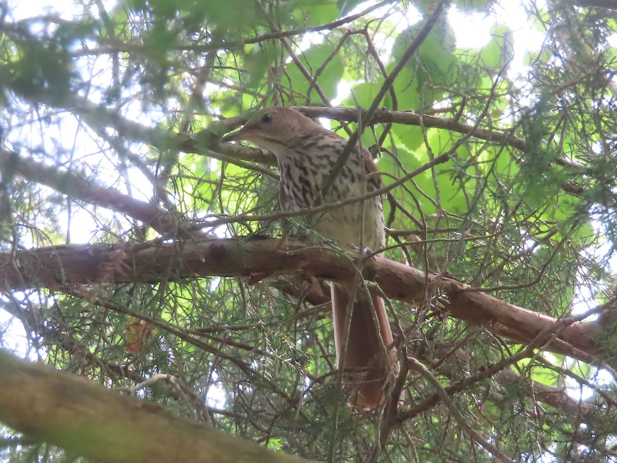 Brown Thrasher - Ken Clark