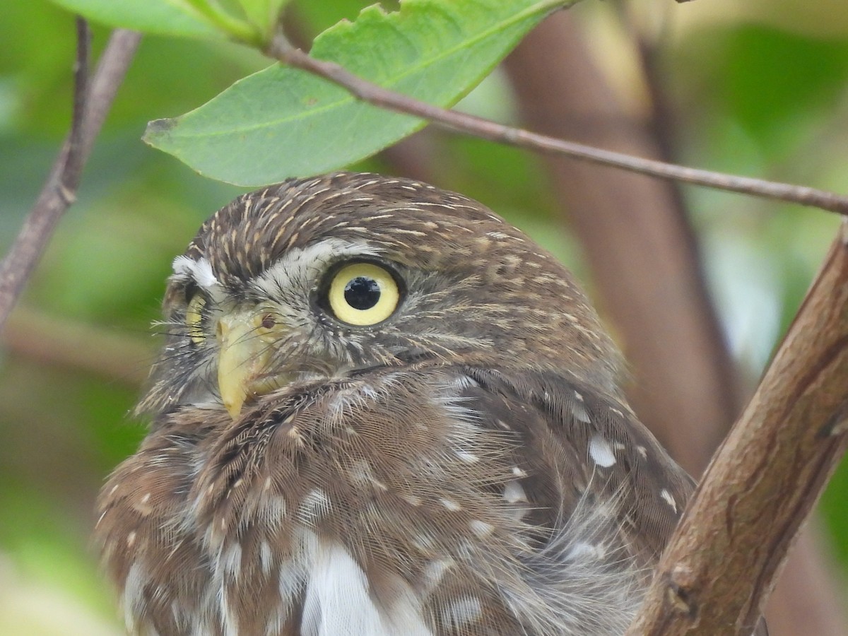 Ferruginous Pygmy-Owl - Leandro Niebles Puello