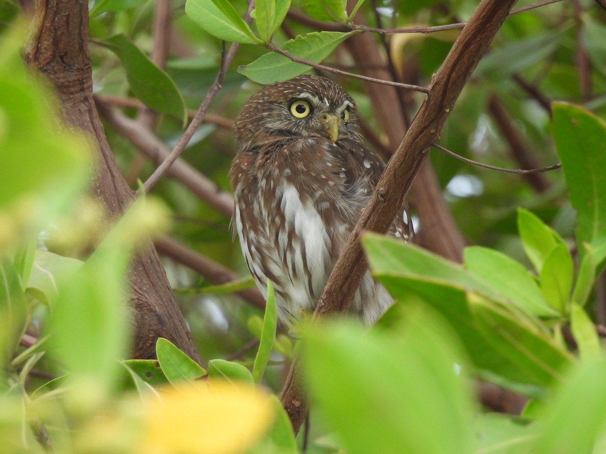 Ferruginous Pygmy-Owl - Leandro Niebles Puello