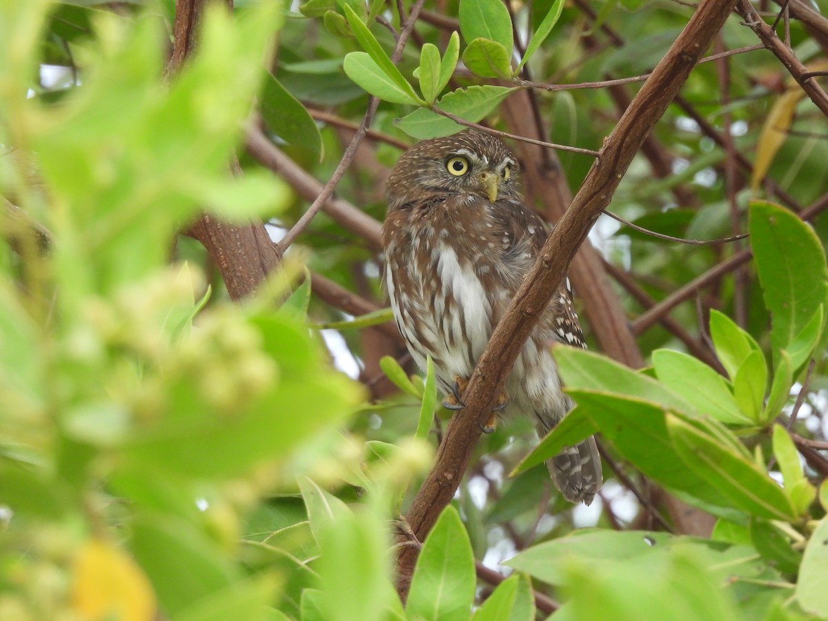 Ferruginous Pygmy-Owl - Leandro Niebles Puello