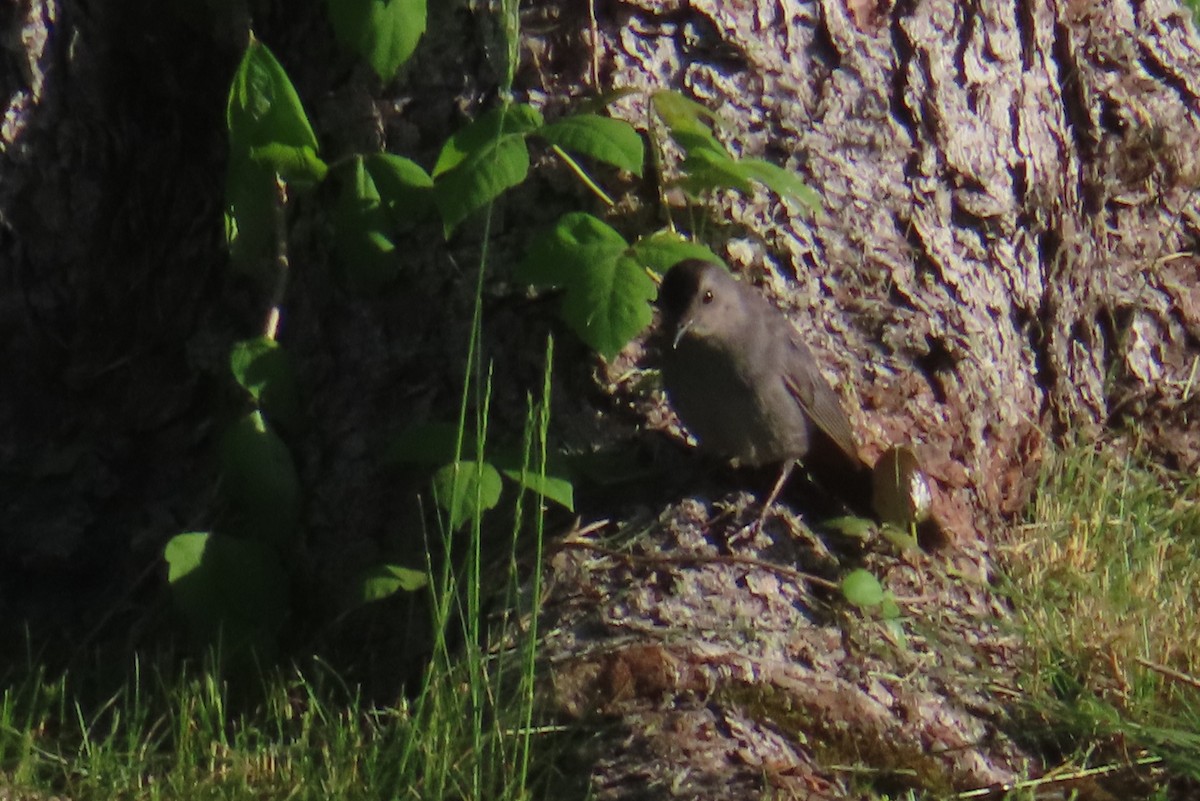 Gray Catbird - Margaret Higbee