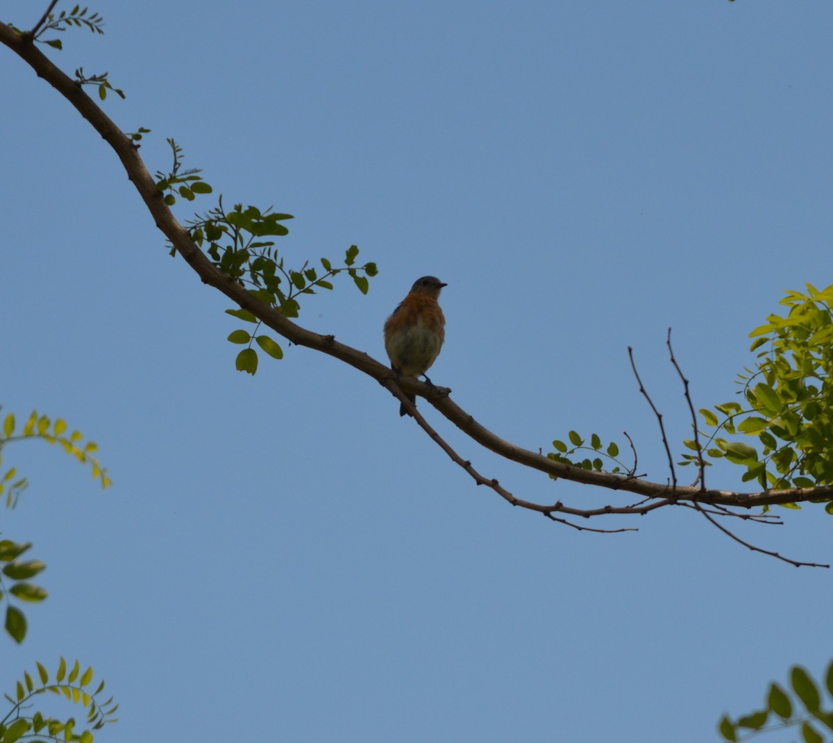 Eastern Bluebird - S. Andujar