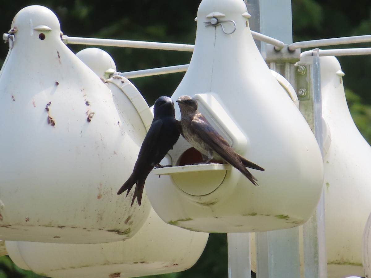 Purple Martin - Ken Clark