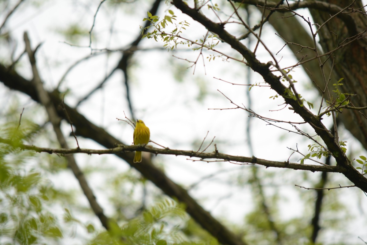 Yellow Warbler - Brinda Datla