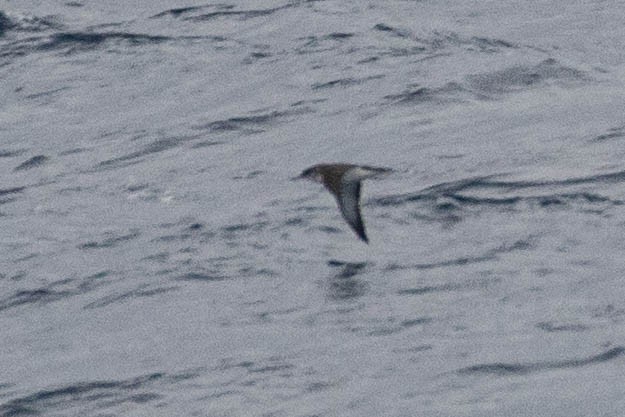 Manx Shearwater - Denis Corbeil