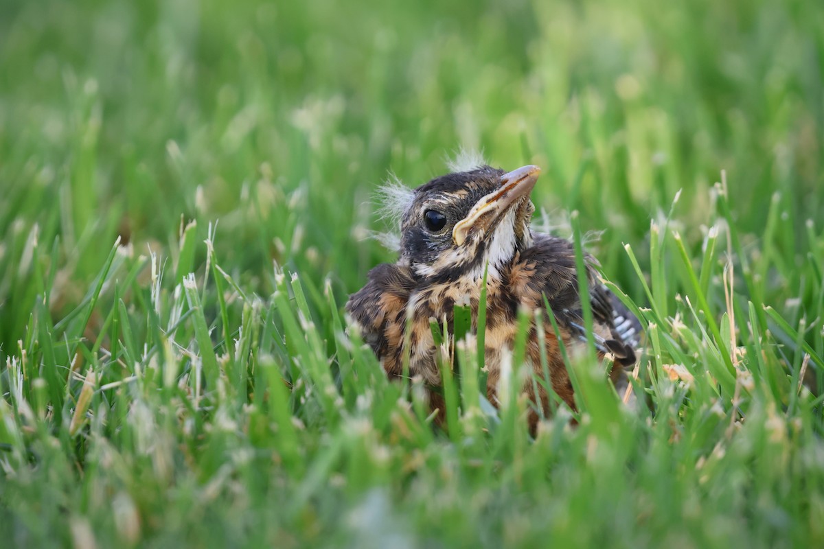 American Robin - Janice Farral