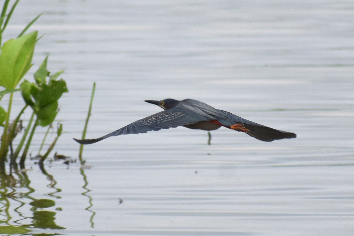 Green Heron - Claire H