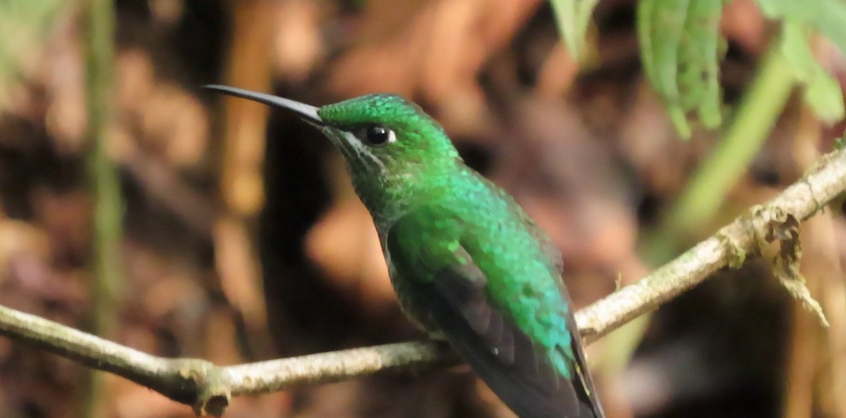 Green-crowned Brilliant - Miranda Sánchez