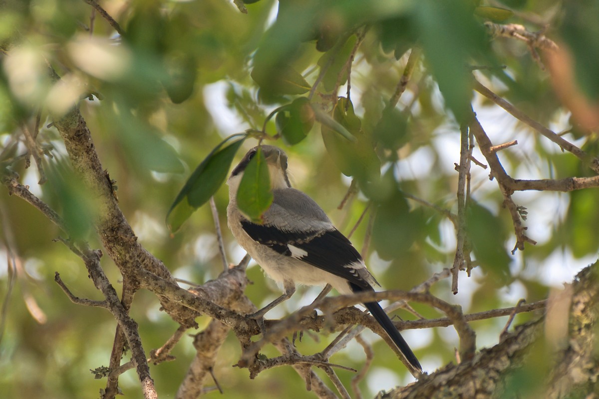 Loggerhead Shrike - Donald Fullmer