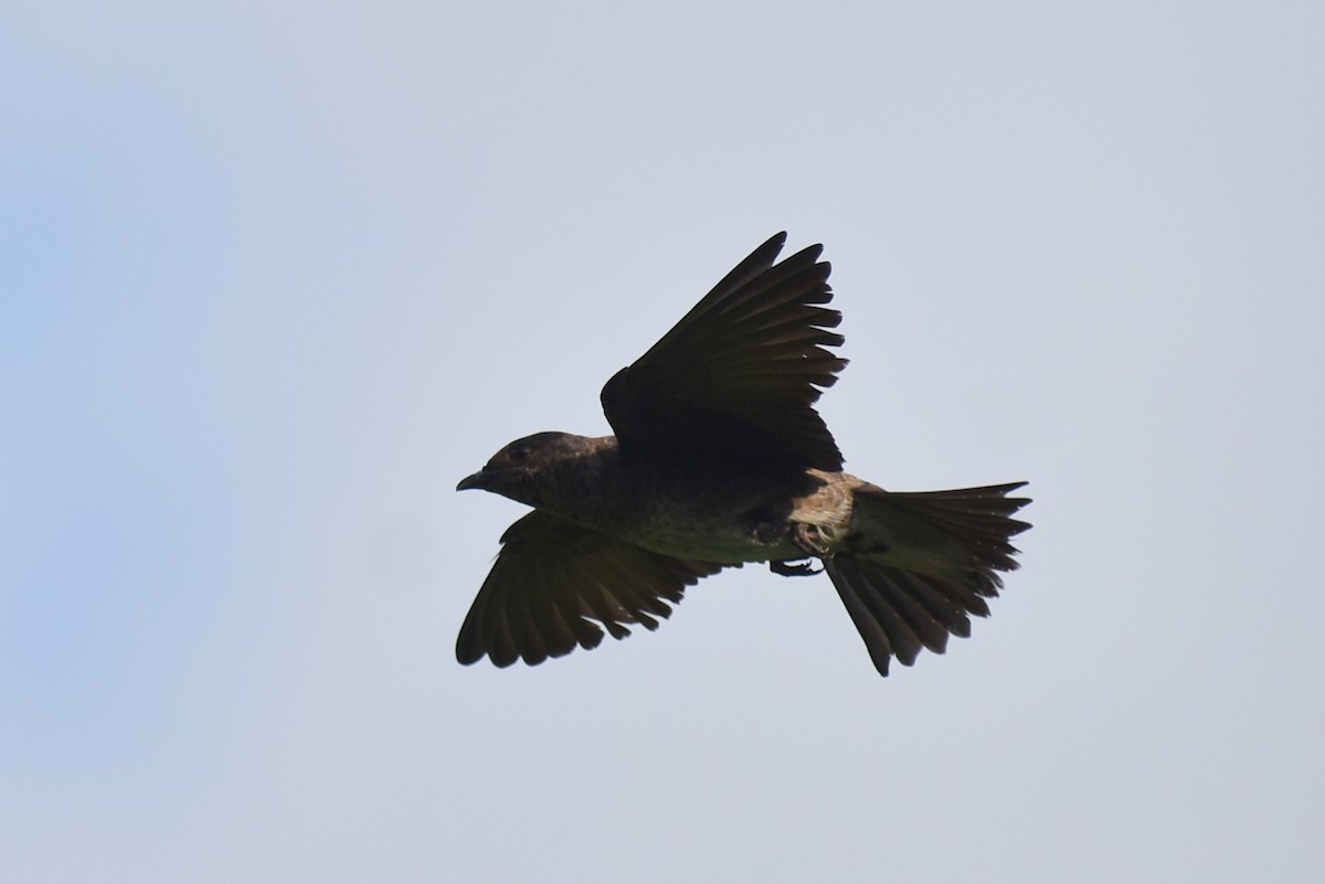 Purple Martin - Claire H