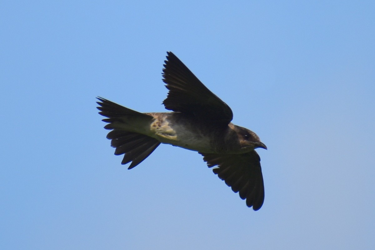 Purple Martin - Claire H