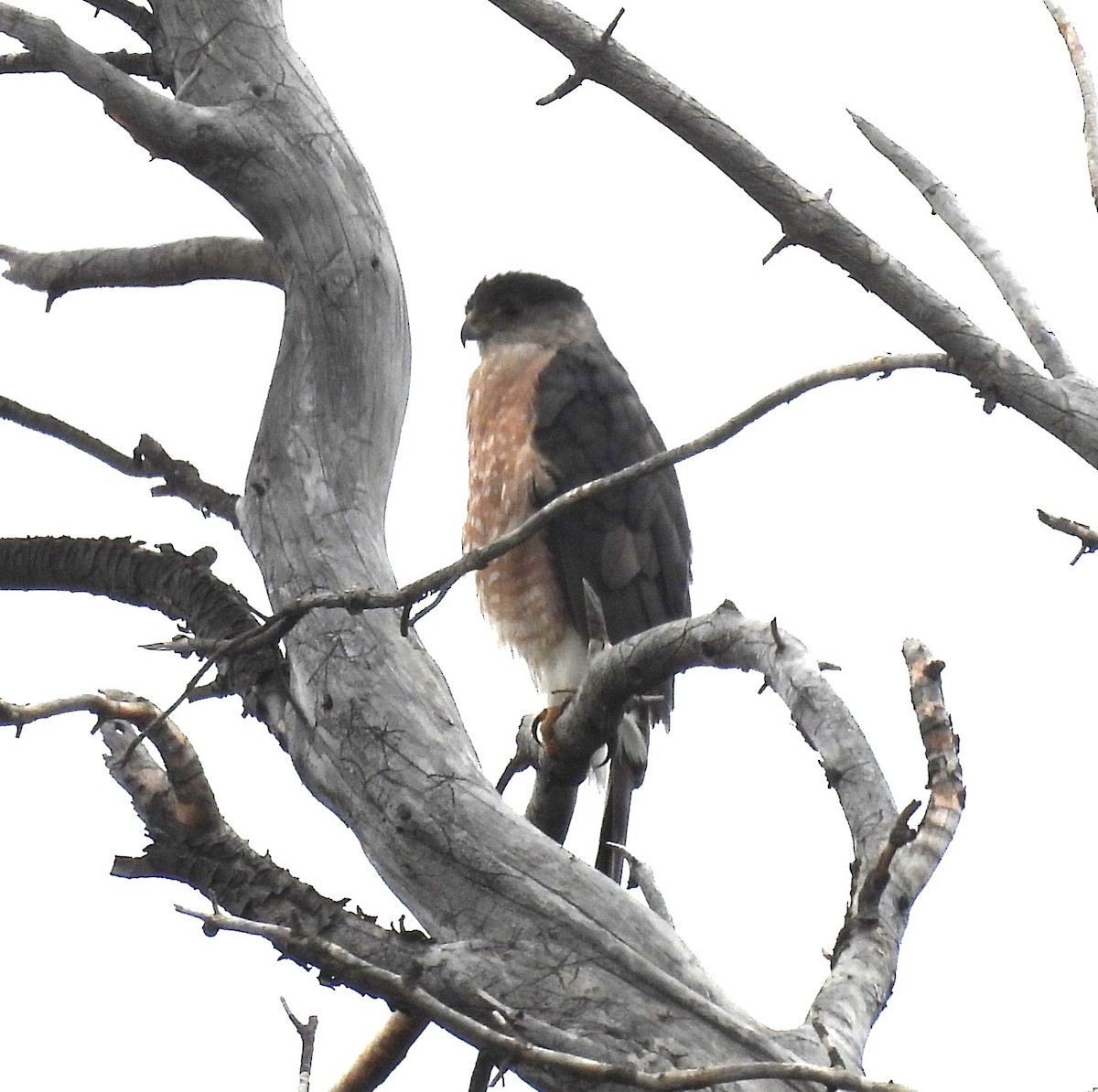 Cooper's Hawk - ML619602180