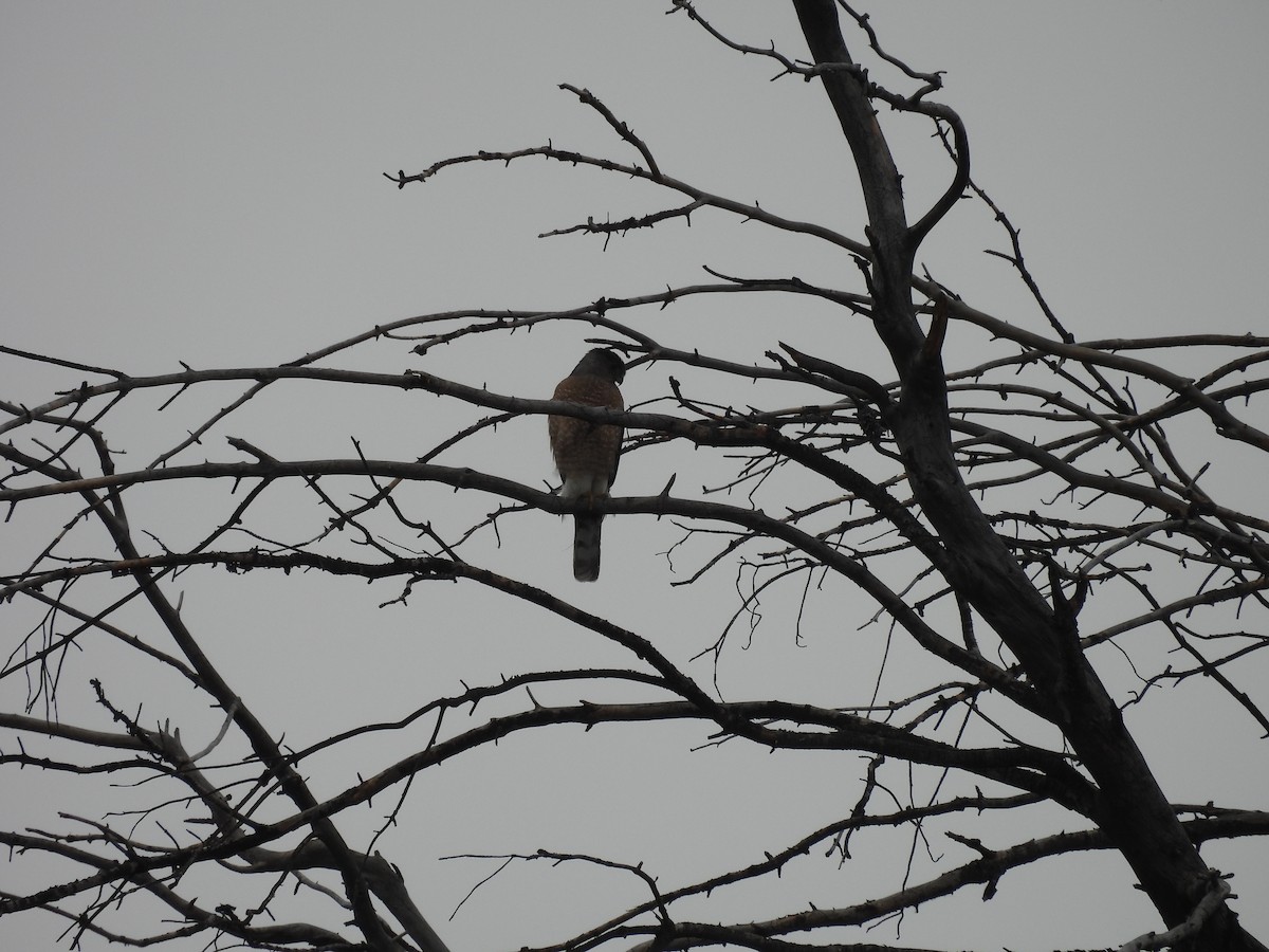 Cooper's Hawk - ML619602181