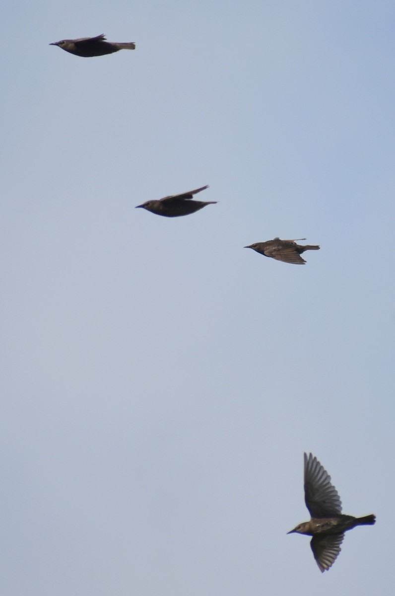 European Starling - Claire H