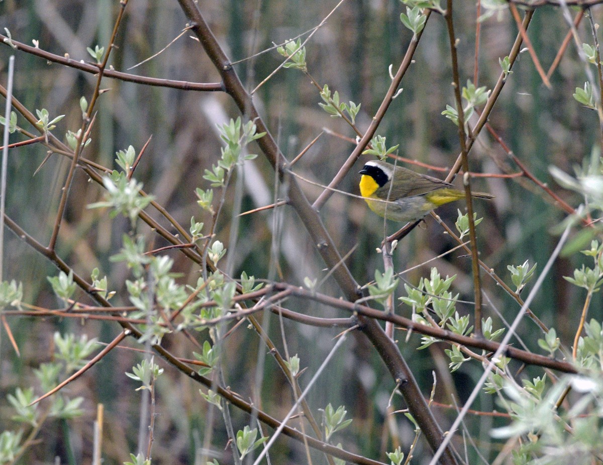 Common Yellowthroat - ML619602183