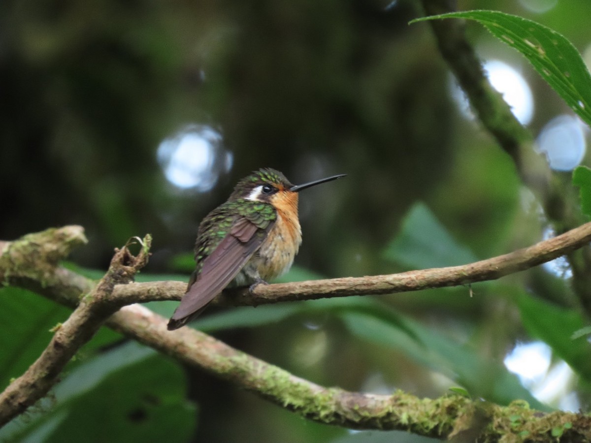 Purple-throated Mountain-gem - ML619602184