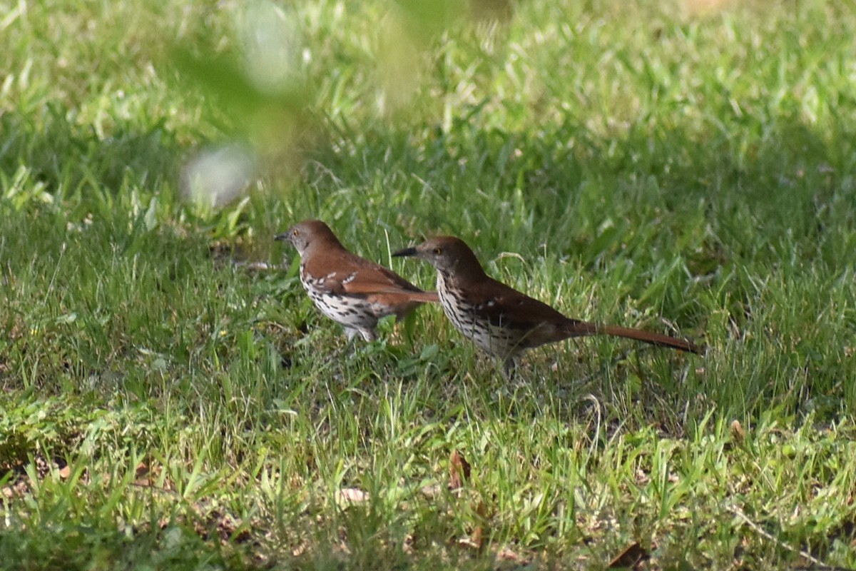 Brown Thrasher - Claire H