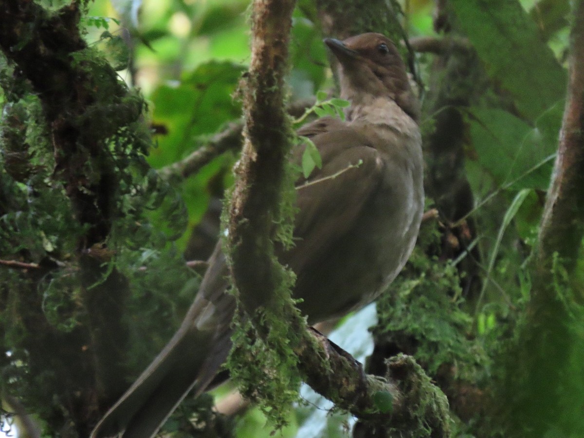 Mountain Thrush - ML619602195