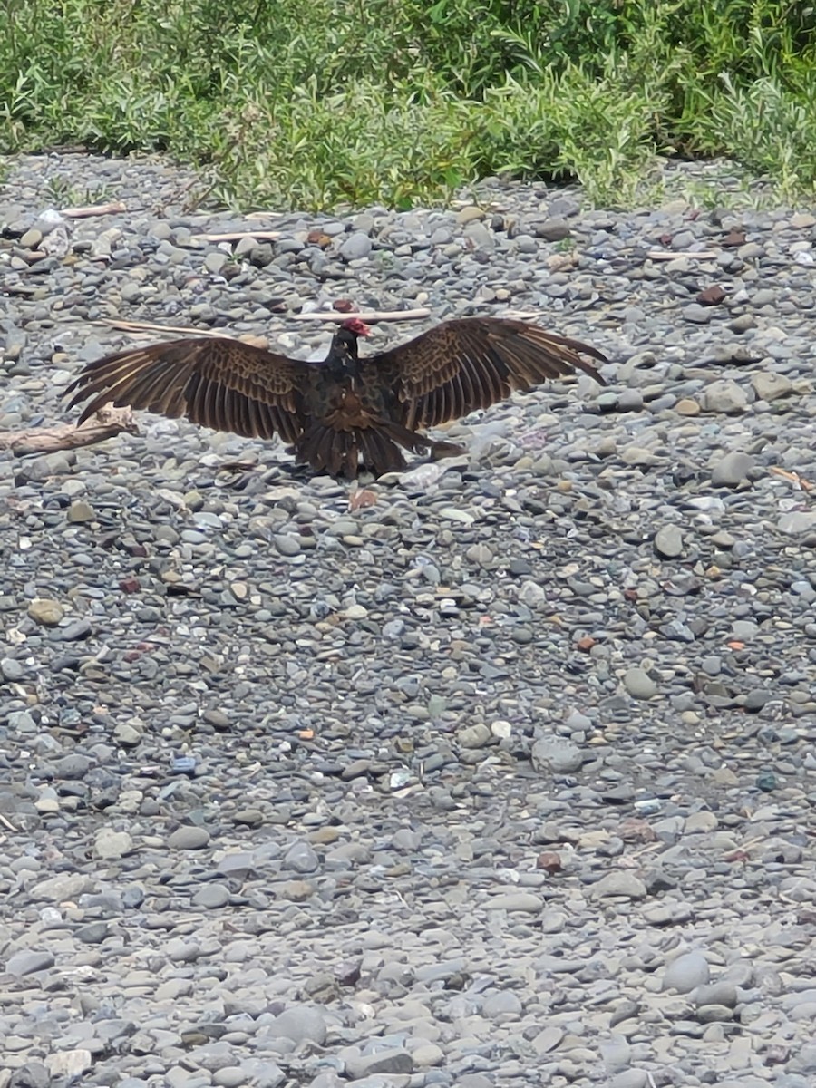 Turkey Vulture - ML619602196