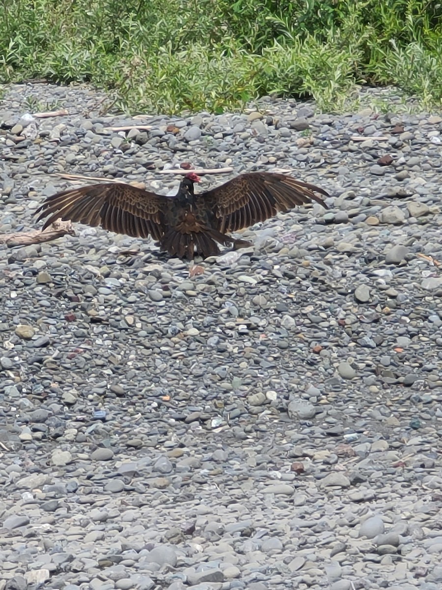 Turkey Vulture - Amy Duerfeldt