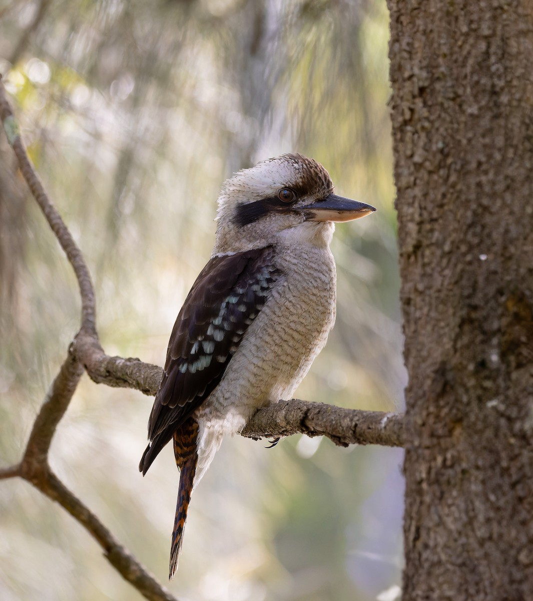 Laughing Kookaburra - ML619602197