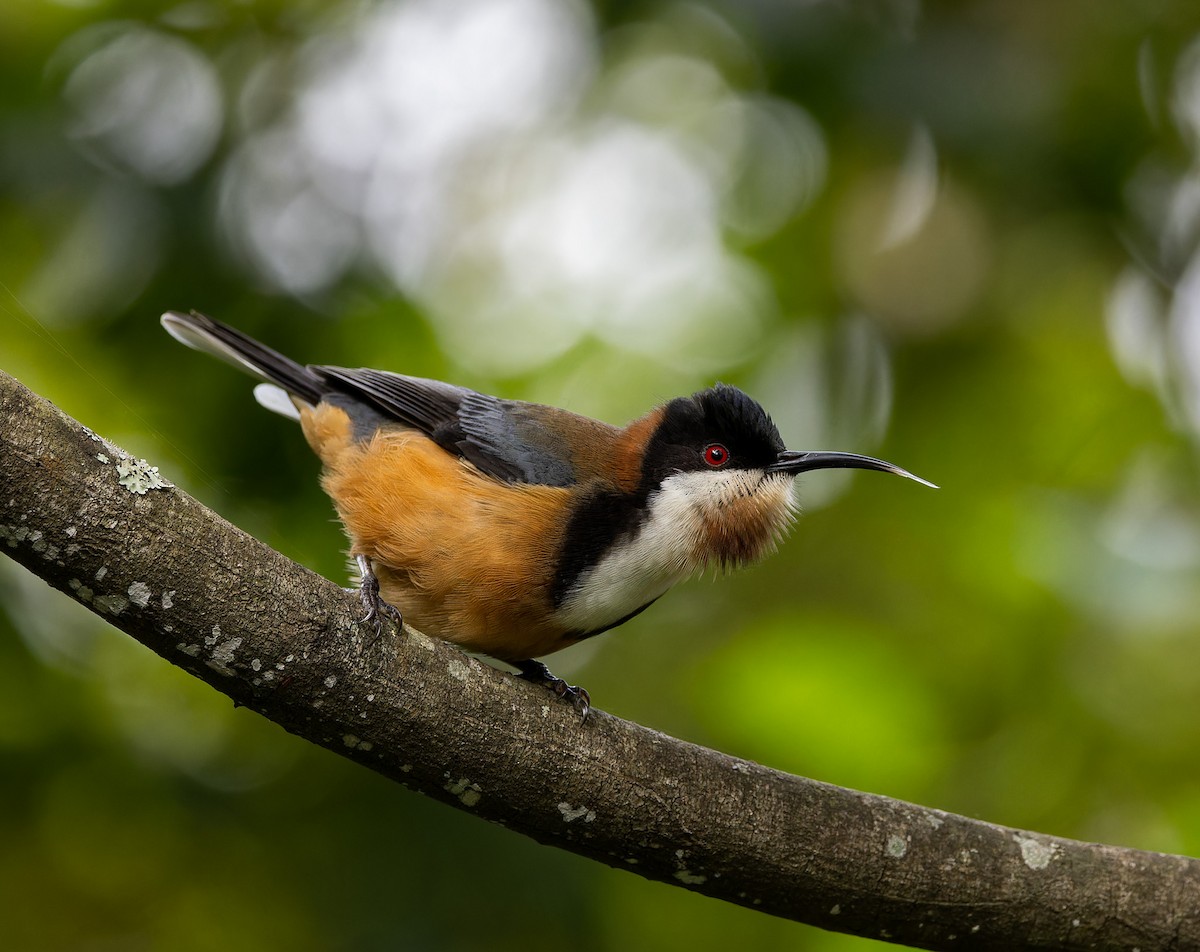 Eastern Spinebill - ML619602201