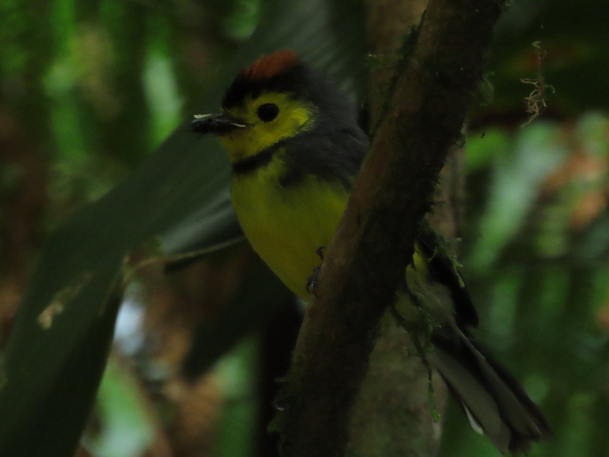 Collared Redstart - Miranda Sánchez