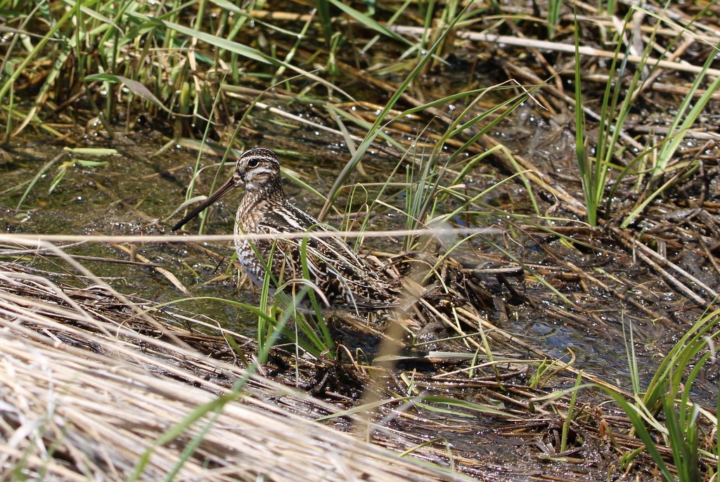 Wilson's Snipe - Allan Wylie