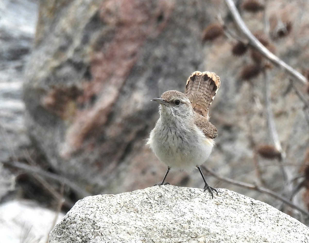 Rock Wren - Ed Stonick