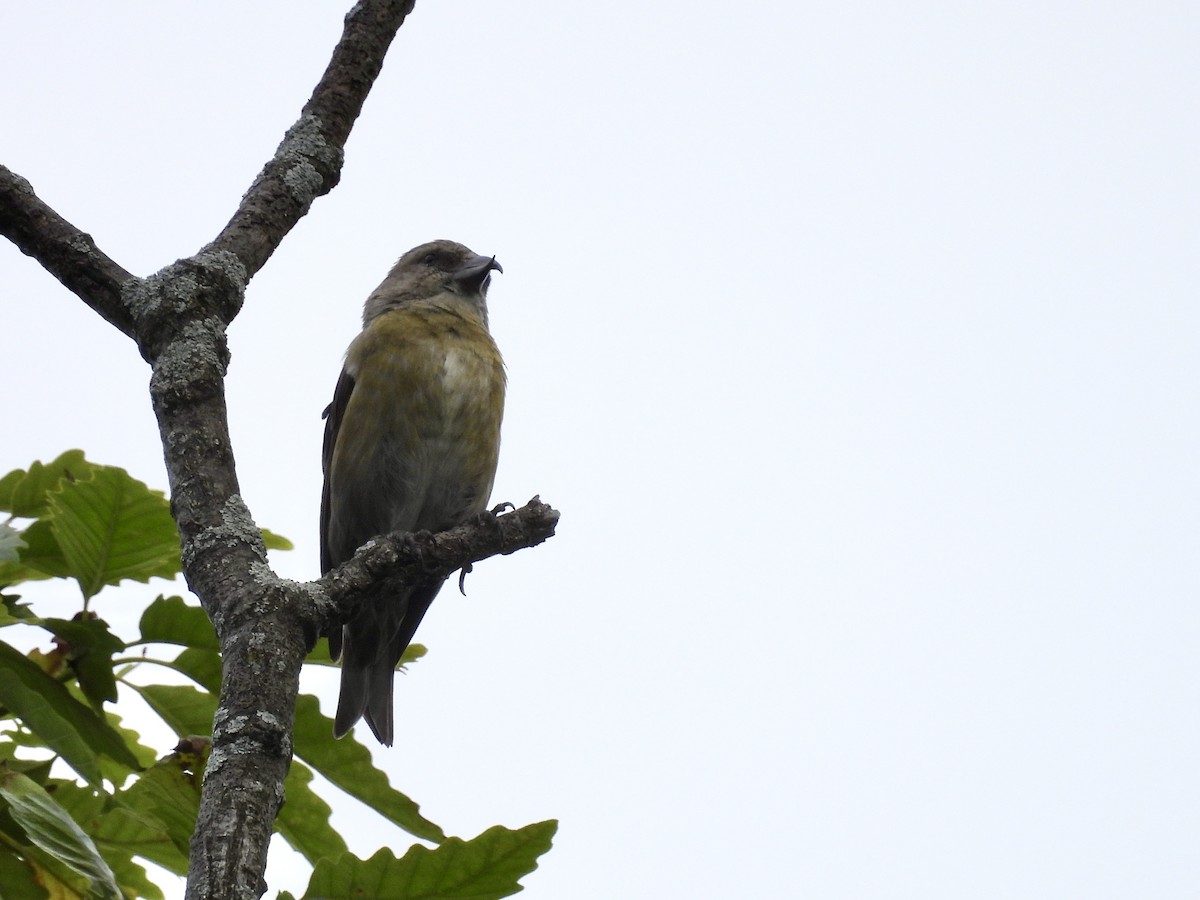 Red Crossbill (Douglas-fir or type 4) - ML619602210